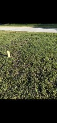 Green Apes Solutions Logo