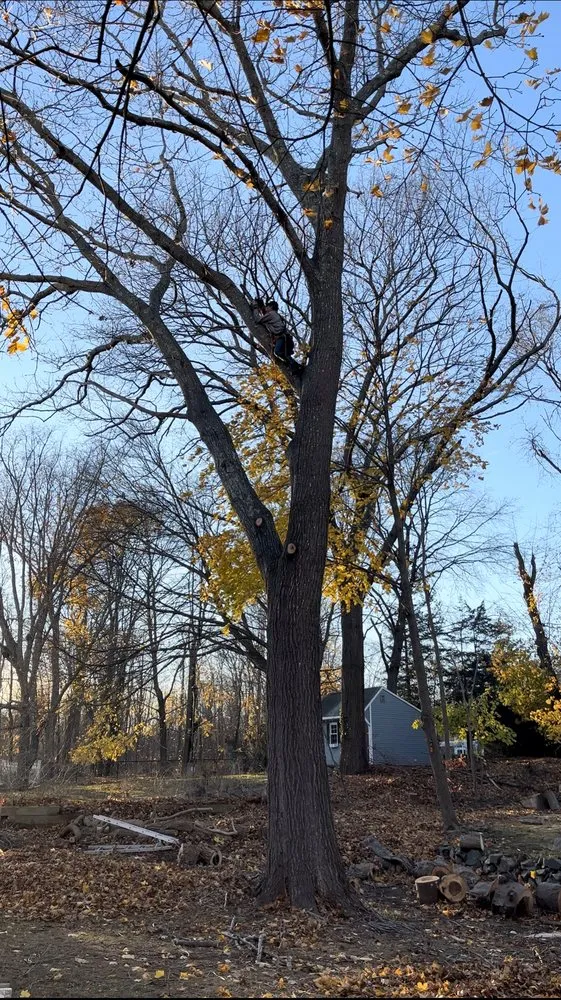 Trusted yard cleanup service in Plymouth, MA by Green Arbor Tree & Property