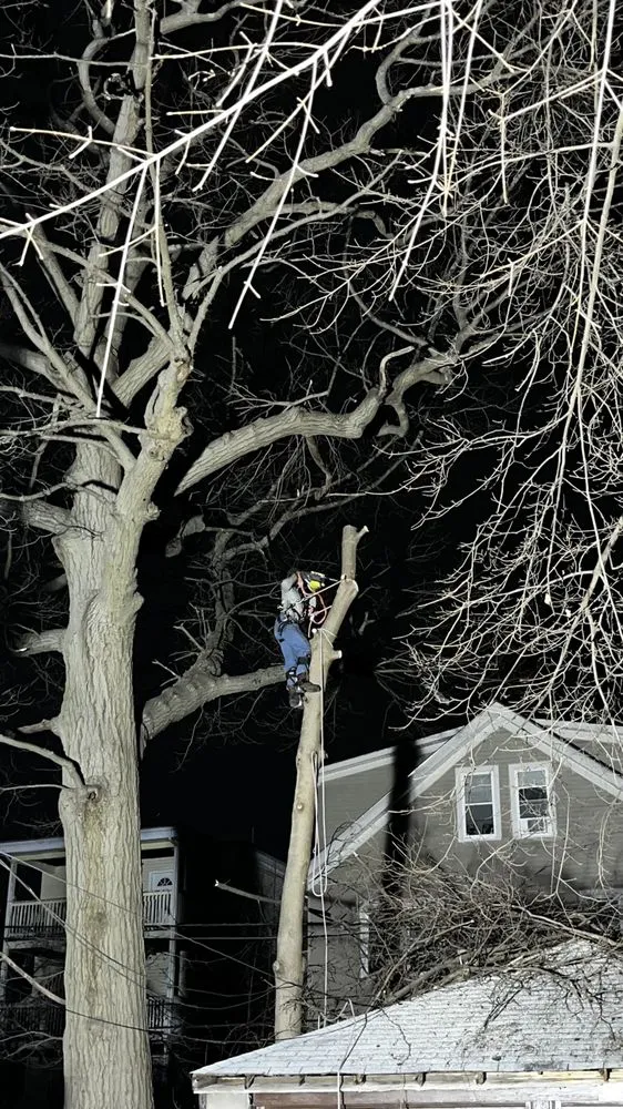 Reliable yard maintenance in Plymouth, MA - Green Arbor Tree & Property