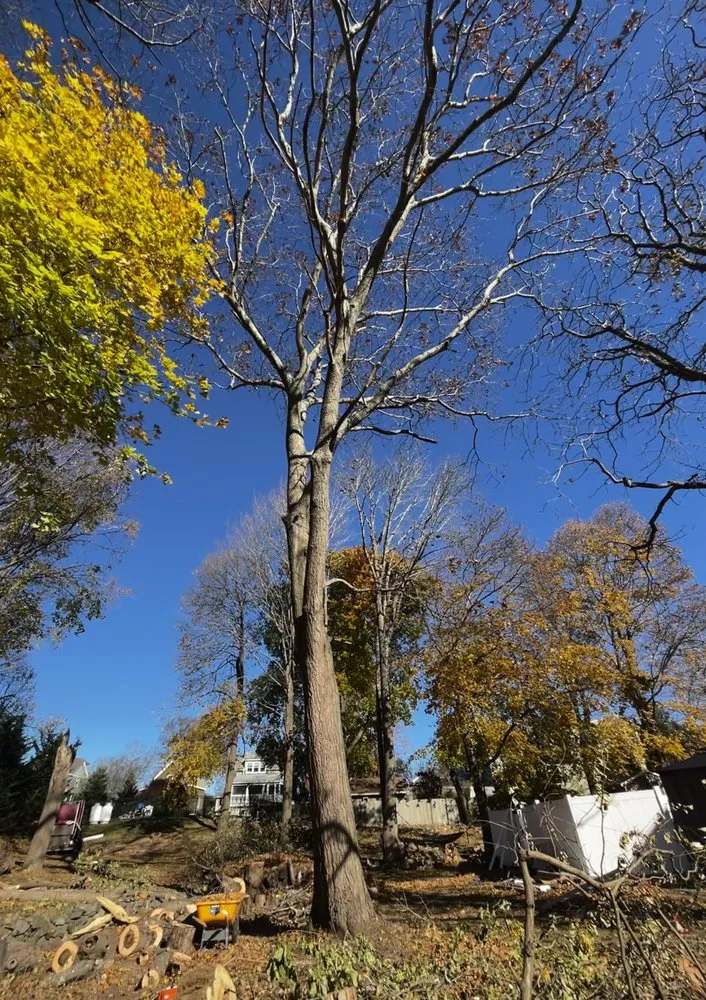 Professional yard cleanup service for beautiful yards in Plymouth, MA by Green Arbor Tree & Property