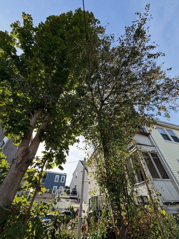 Affordable residential landscaping for residential properties across Plymouth, MA - Green Arbor Tree & Property