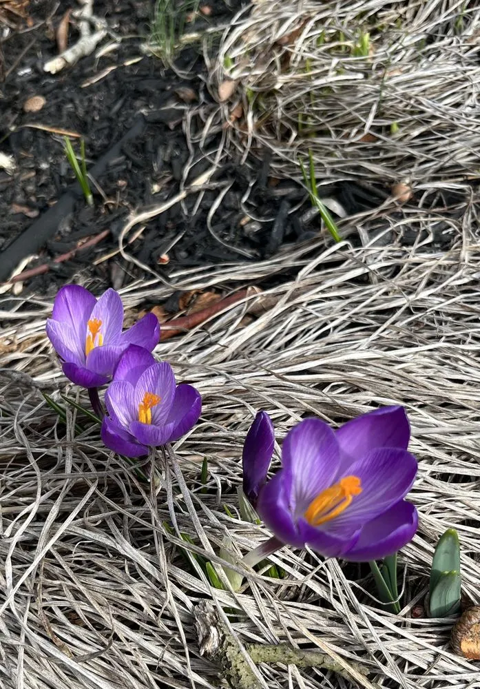 Reliable lawn care service experts serving Plymouth, MA - Green Arbor Tree & Property