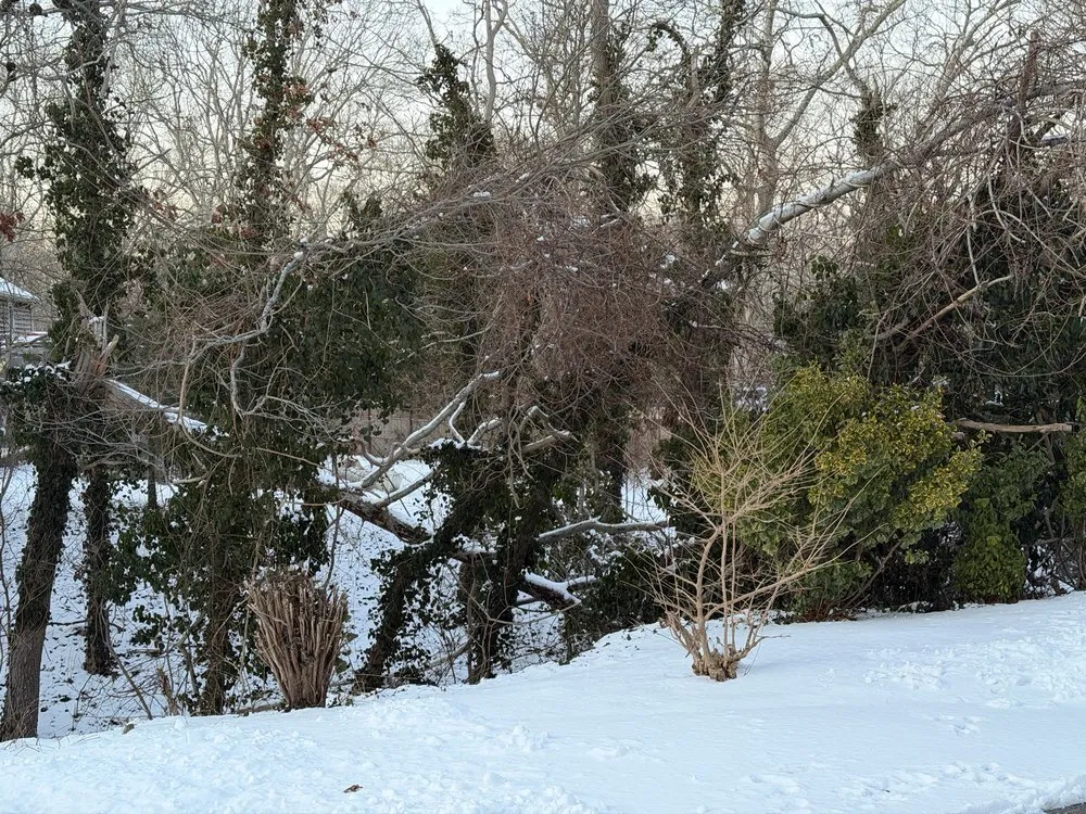 Affordable yard cleanup service near you across Plymouth, MA - Green Arbor Tree & Property