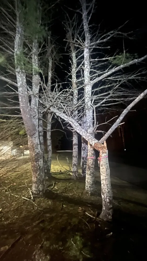 Professional yard cleanup service in Plymouth, MA - Green Arbor Tree & Property