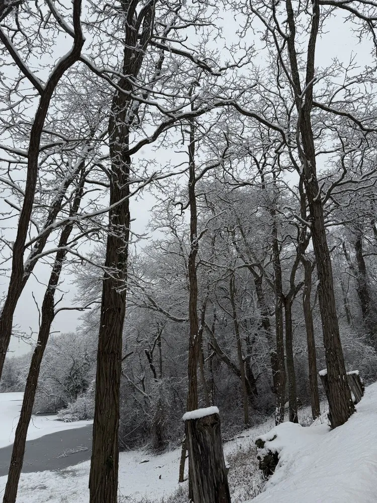 Professional yard cleanup service in Plymouth, MA - Green Arbor Tree & Property