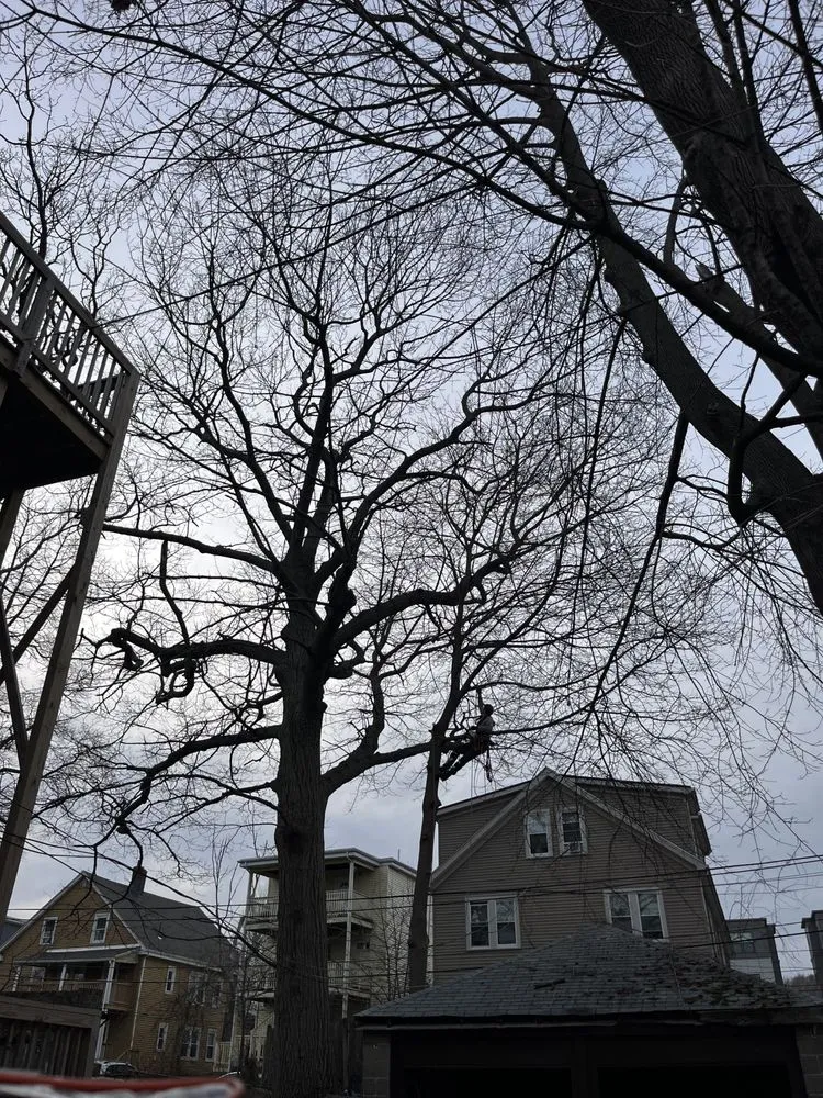 Top-rated outdoor landscaping experts serving Plymouth, MA - Green Arbor Tree & Property