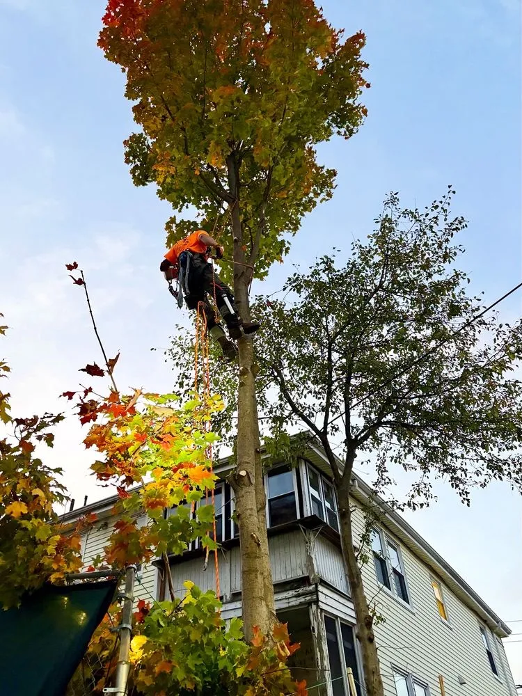 Affordable landscaping services experts serving Plymouth, MA - Green Arbor Tree & Property