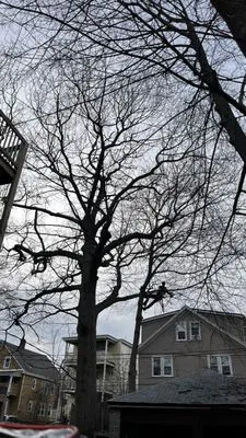 Green Arbor Tree & Property Logo