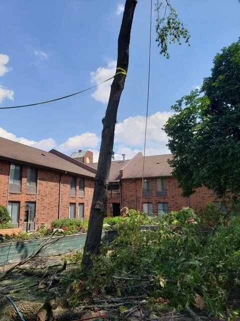 Reliable yard maintenance in Carol Stream, IL - Green Arias Landscaping