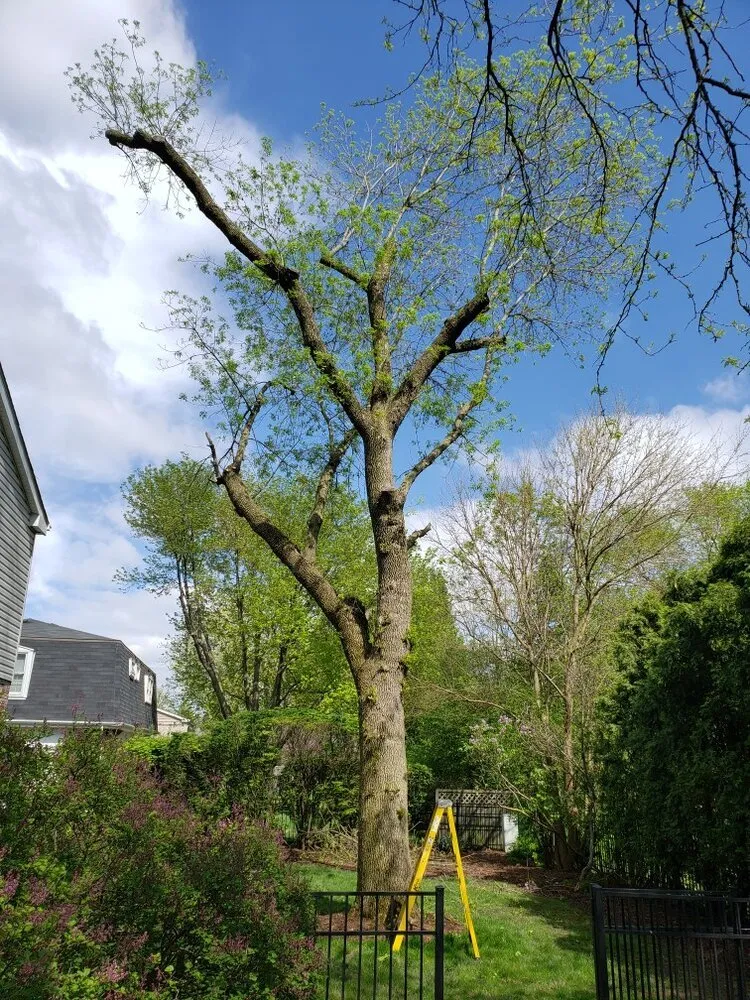 Expert garden landscaping in Carol Stream, IL - Green Arias Landscaping