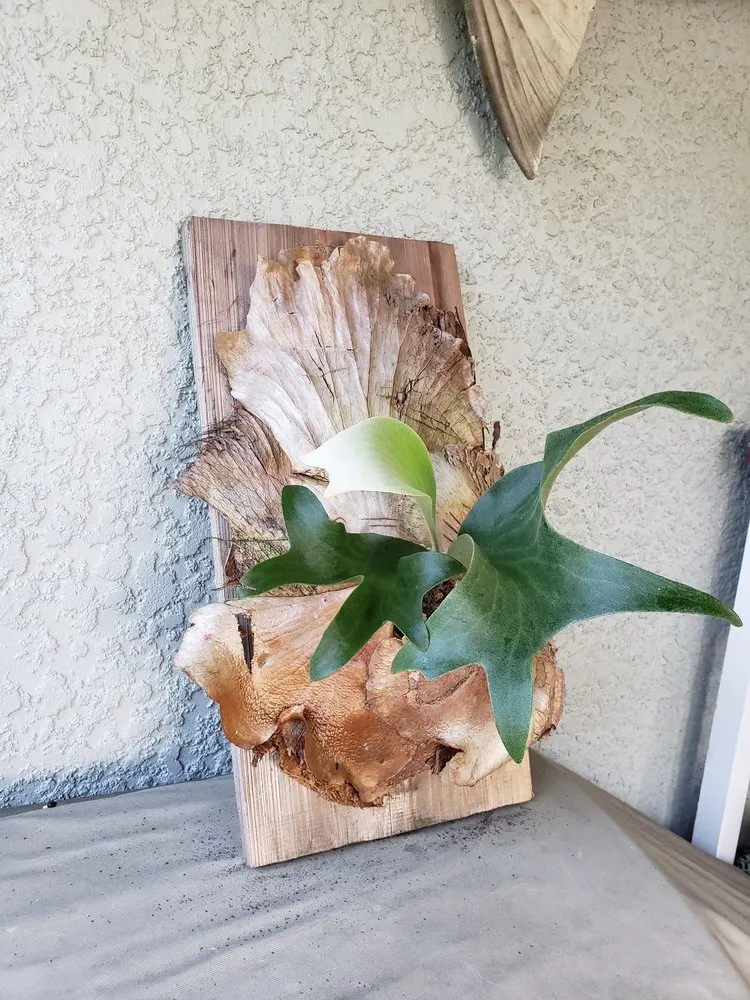 Custom outdoor landscaping experts serving Lakeland, FL - Green Arrow Irrigation and Landscaping