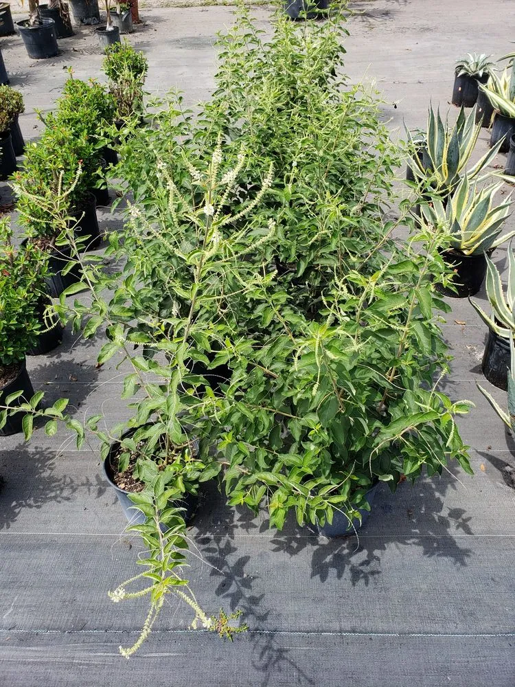 Top-rated lawn care service experts serving Lakeland, FL - Green Arrow Irrigation and Landscaping