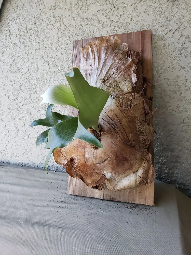 Trusted landscape design for homes across Lakeland, FL - Green Arrow Irrigation and Landscaping