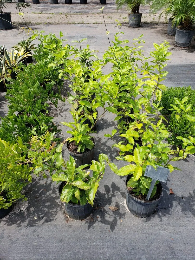 Professional garden landscaping for residential properties across Lakeland, FL - Green Arrow Irrigation and Landscaping