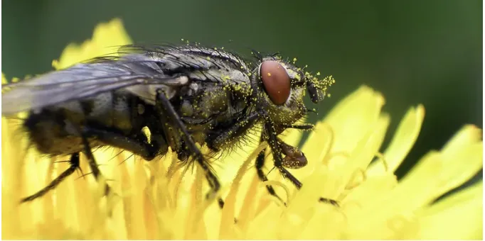 Reliable residential landscaping for homes in Pensacola, FL by Green As Eden