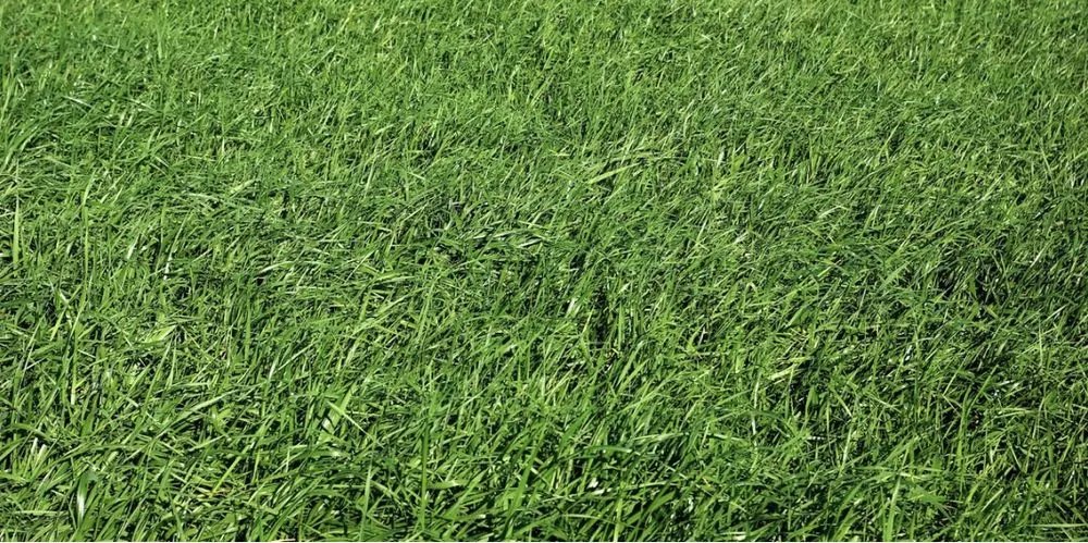 Affordable landscape installation in Pensacola, FL by Green As Eden