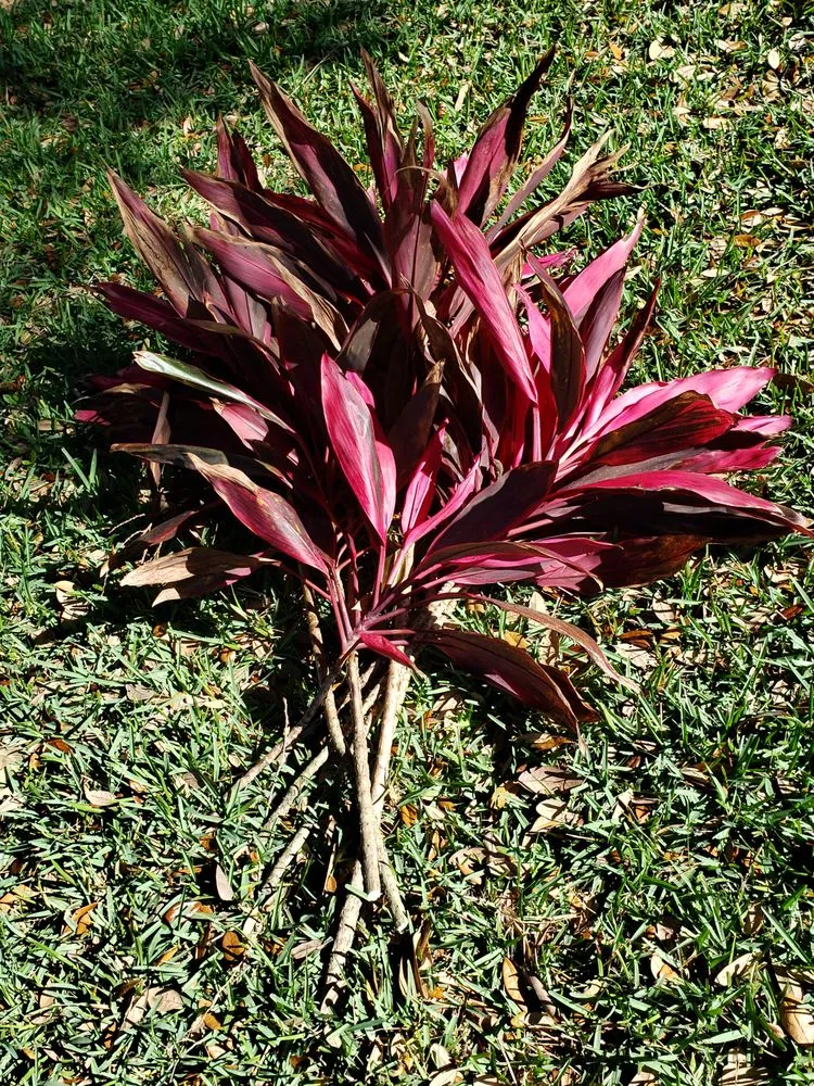 Trusted landscaping services in Lutz, FL - Green Bandit Lawn Care