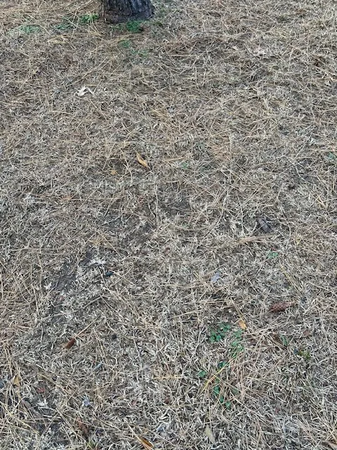 Custom landscape design in Houston, TX by Green Bee Lawn Care