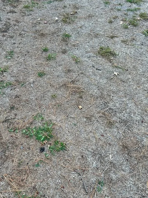 Local lawn mowing service with custom design in Houston, TX by Green Bee Lawn Care