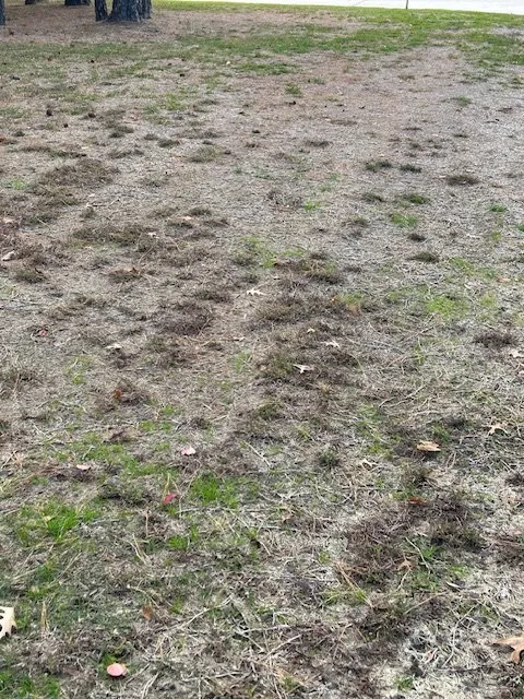 Trusted landscape design in Houston, TX - Green Bee Lawn Care