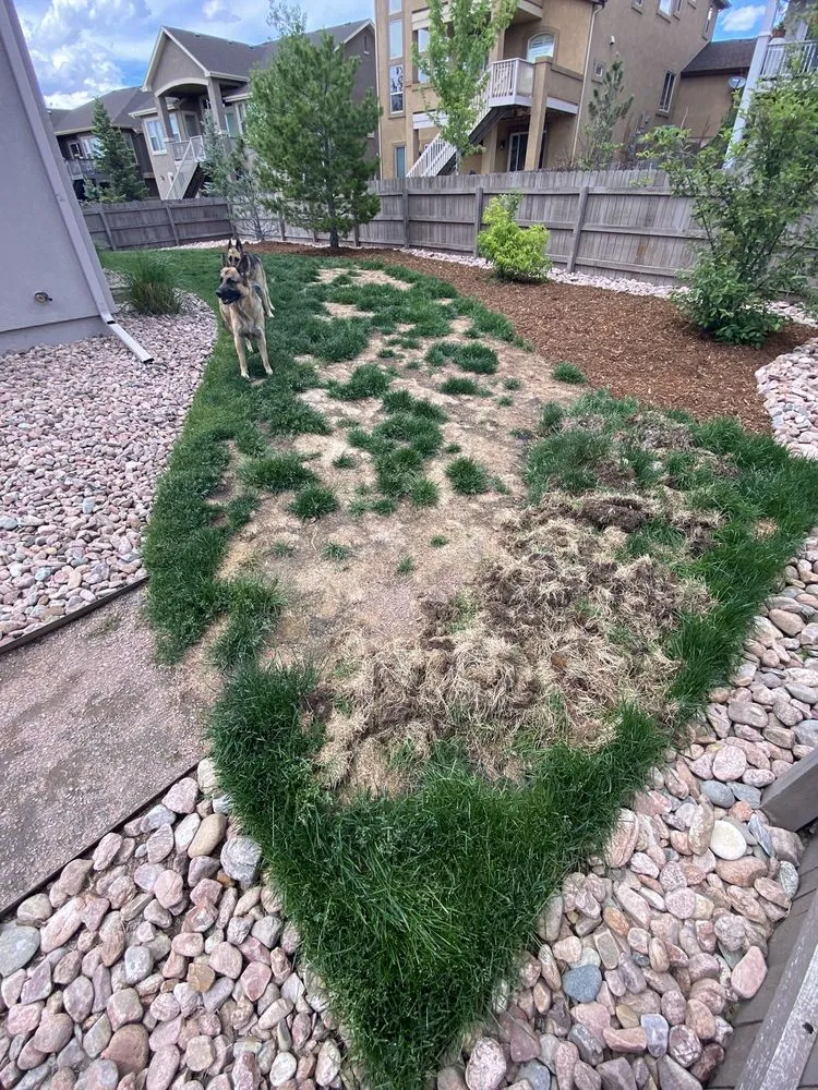 Expert landscape design for residential properties in Colorado Springs, CO by Green Belt Turf Farm
