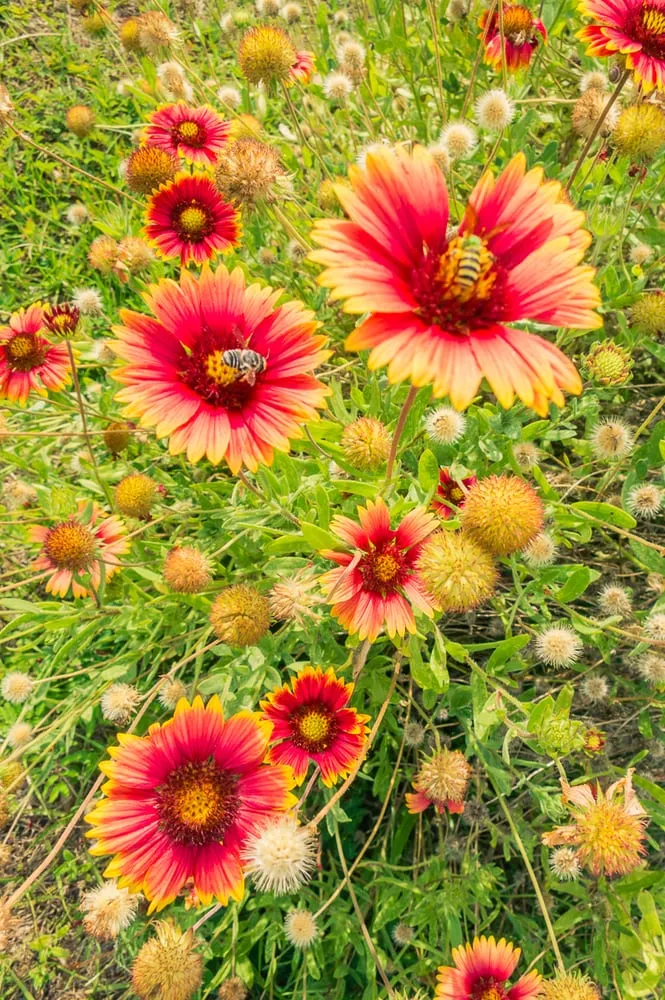 Expert residential landscaping in Saint Petersburg, FL by Green Bench Lawcare