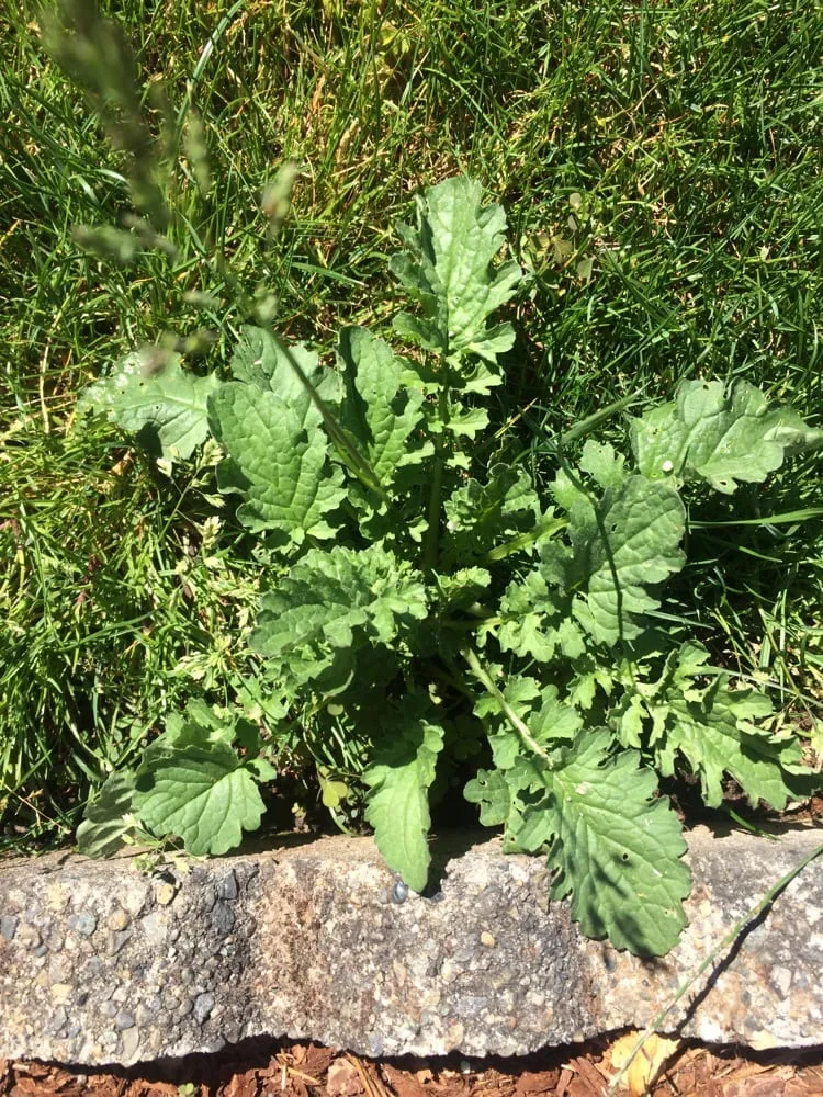 Expert yard cleanup service for outdoor upgrades in West Linn, OR by Green Blade Lawn care