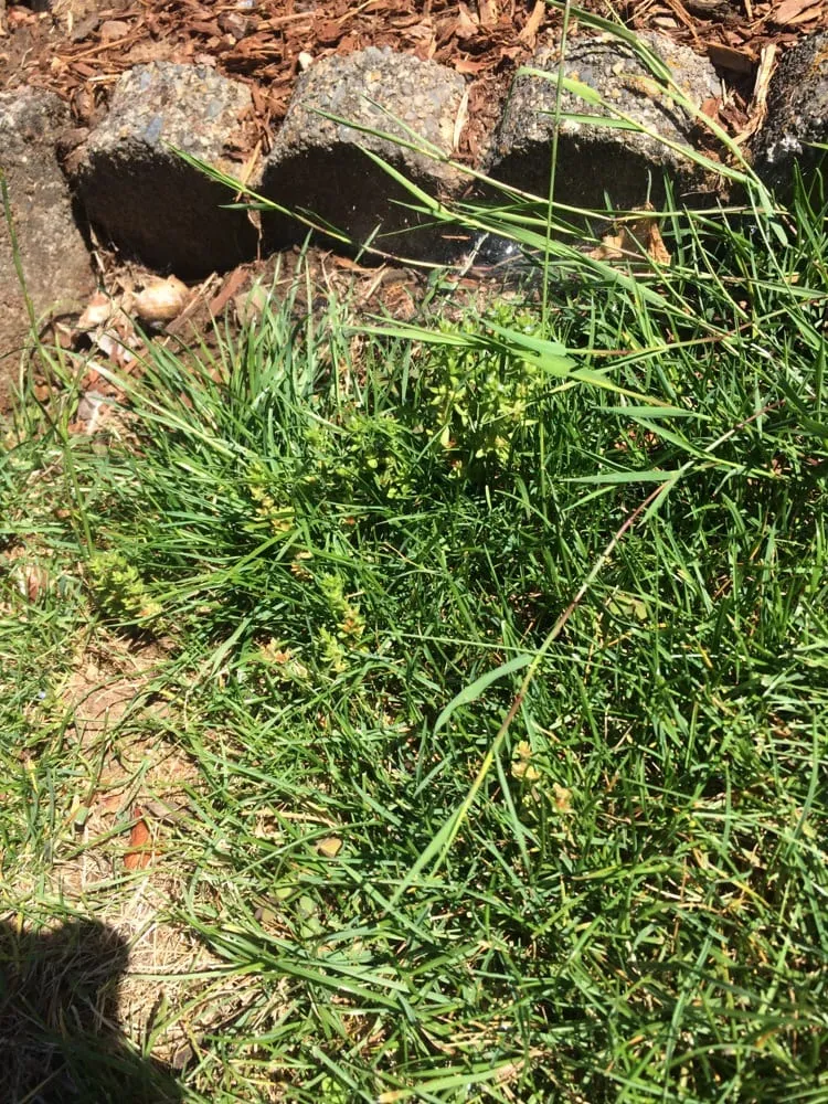 Trusted lawn care service for beautiful yards in West Linn, OR by Green Blade Lawn care