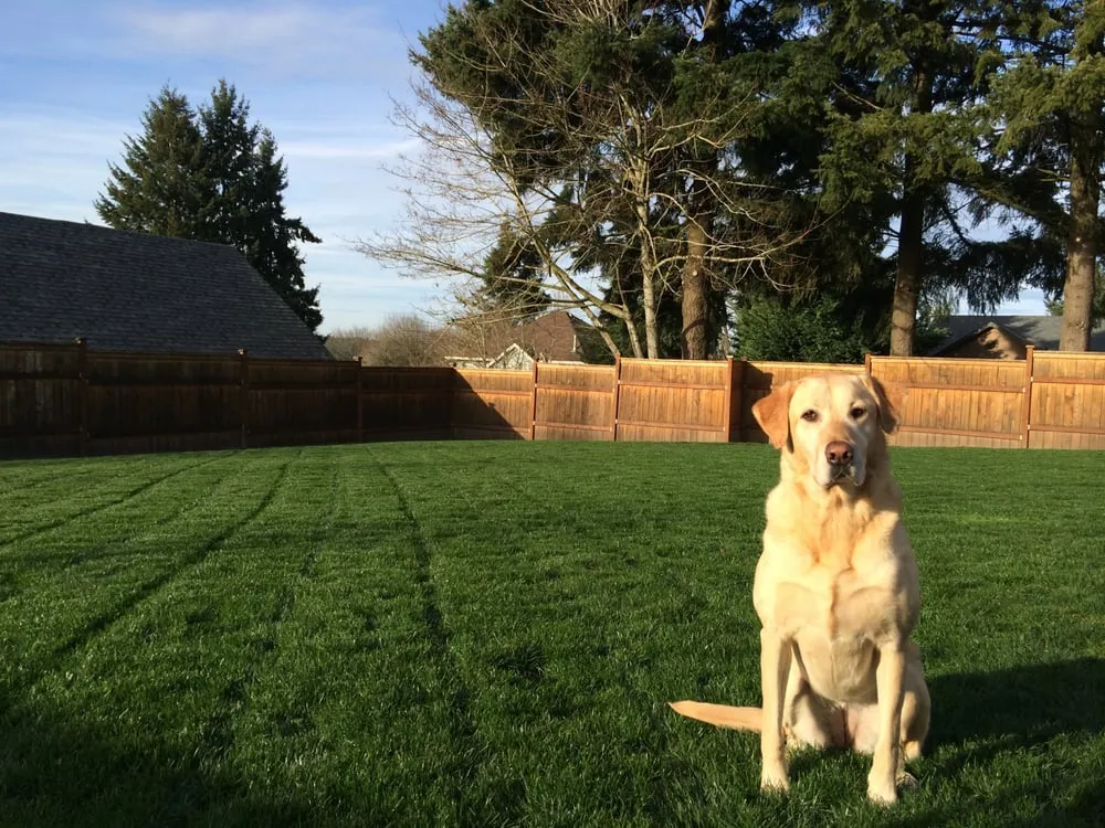 Top-rated lawn care service experts serving West Linn, OR - Green Blade Lawn care