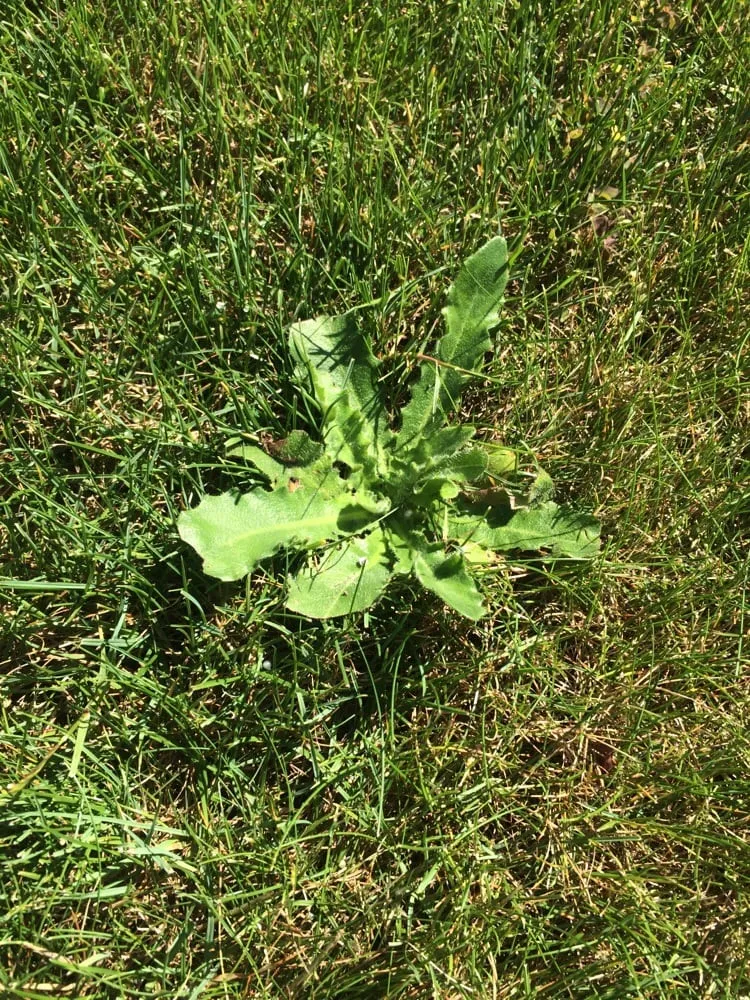 Professional residential landscaping in West Linn, OR - Green Blade Lawn care