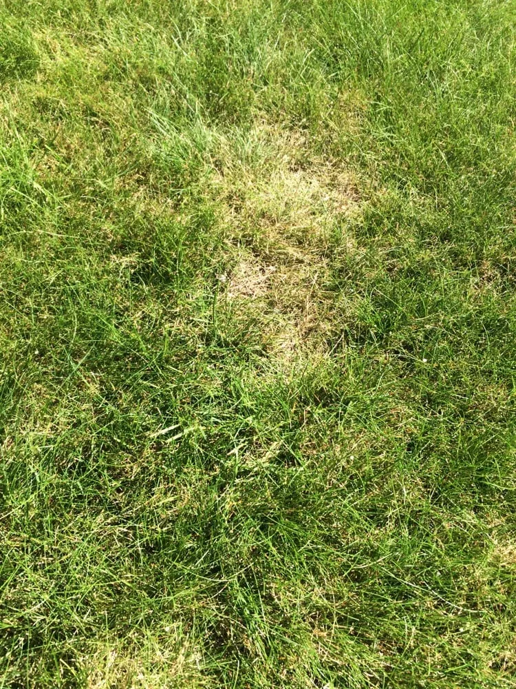 Professional landscape design in West Linn, OR - Green Blade Lawn care