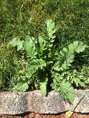 Green Blade Lawn care