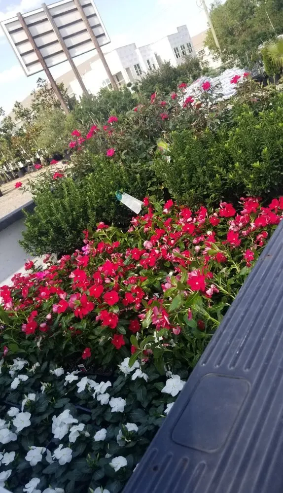 Professional yard cleanup service with custom design across Dallas, TX - Green Blade Turf Management