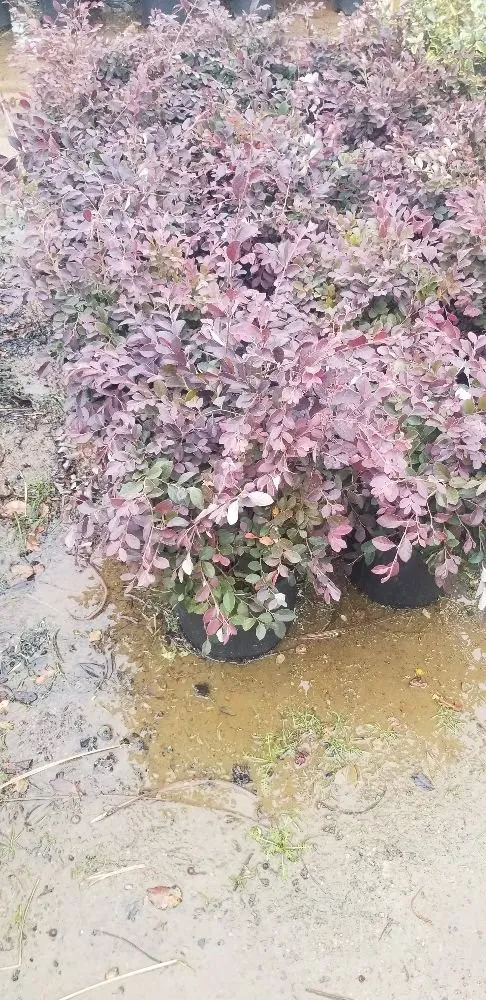 Local lawn care service for outdoor upgrades across Dallas, TX - Green Blade Turf Management