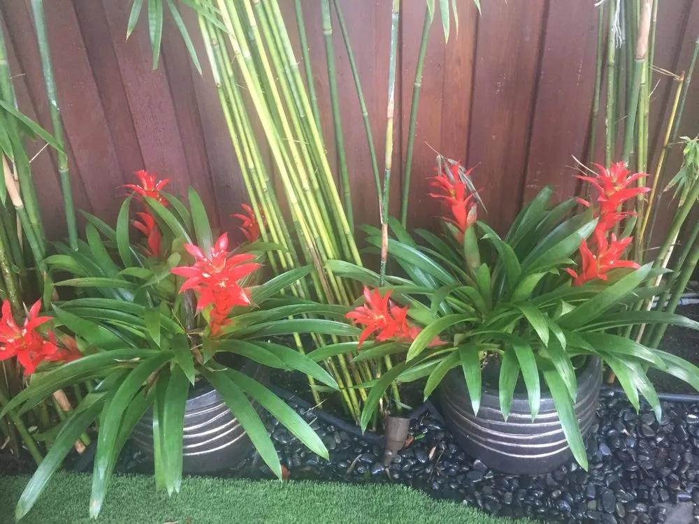 Professional lawn mowing service experts serving Miami, FL - Green Brothers Group