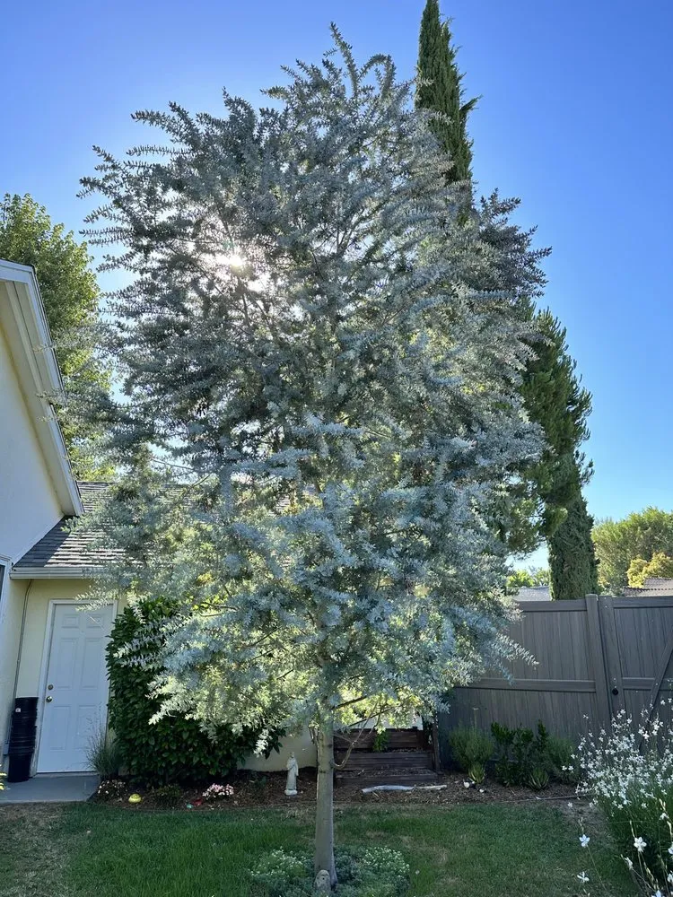 Expert landscape design for homes in Canoga Park, CA by Green Cactus Landscapes