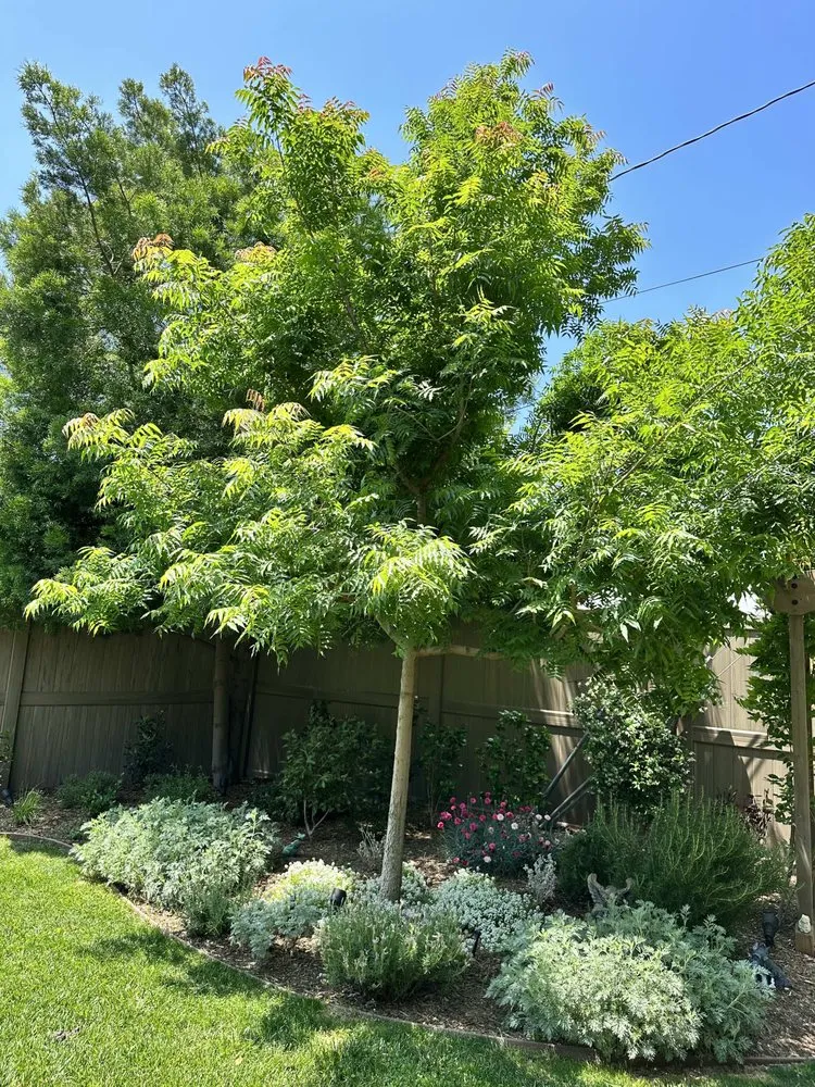 Affordable residential landscaping in Canoga Park, CA - Green Cactus Landscapes