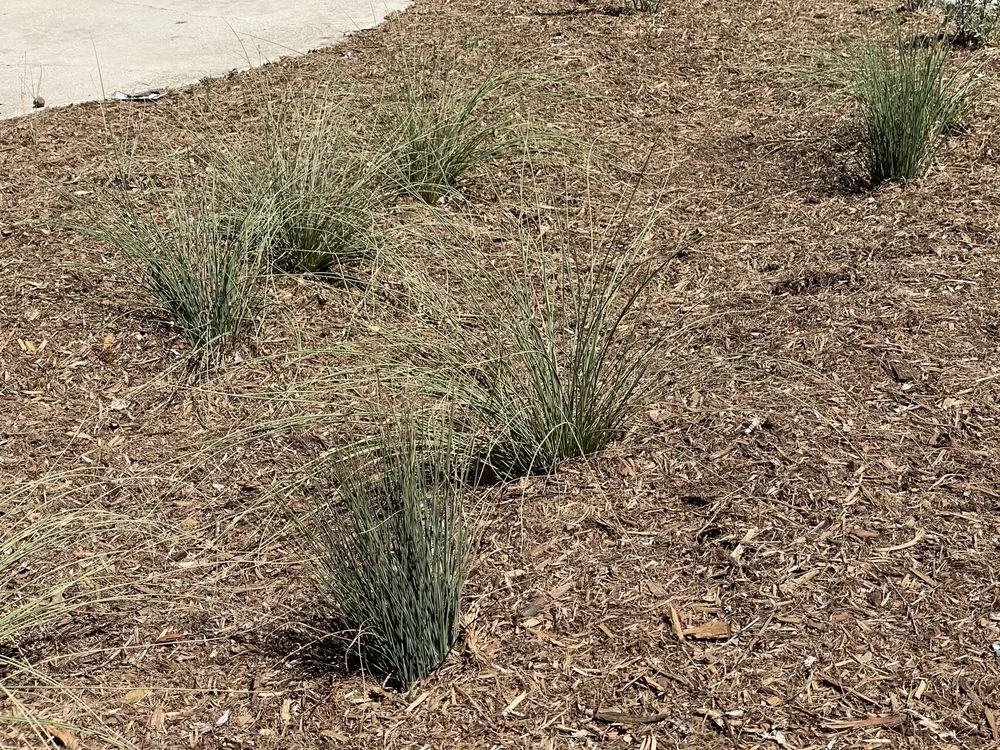 Affordable lawn mowing service in Canoga Park, CA by Green Cactus Landscapes