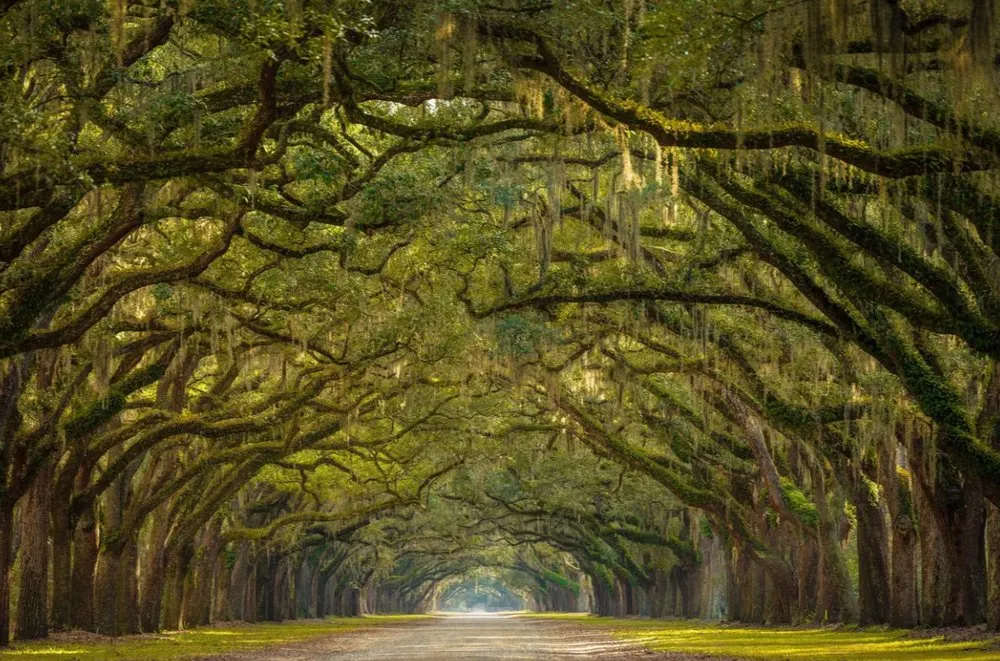 Trusted lawn mowing service in Ocala, FL by Green Canopy