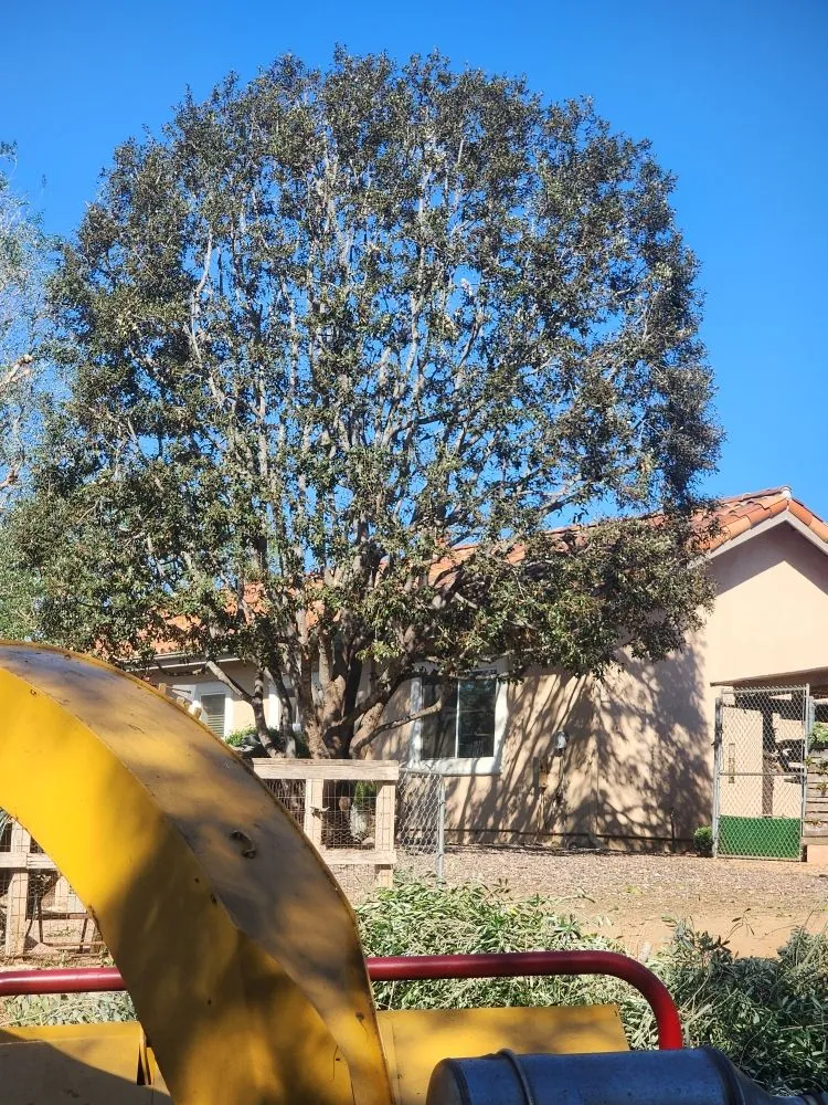 Local landscape design for residential properties in Bonsall, CA by Green Canyon Landscape & Tree Service