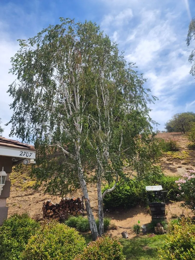 Local yard maintenance in Bonsall, CA - Green Canyon Landscape & Tree Service