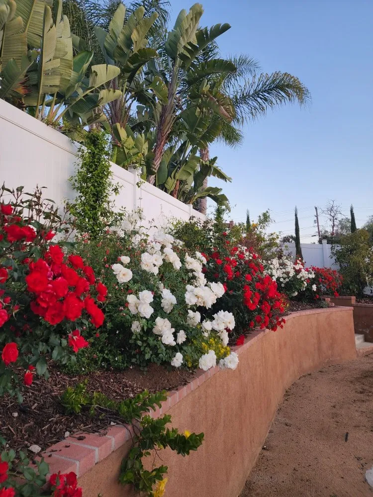 Custom outdoor landscaping for year-round maintenance in Bonsall, CA by Green Canyon Landscape & Tree Service
