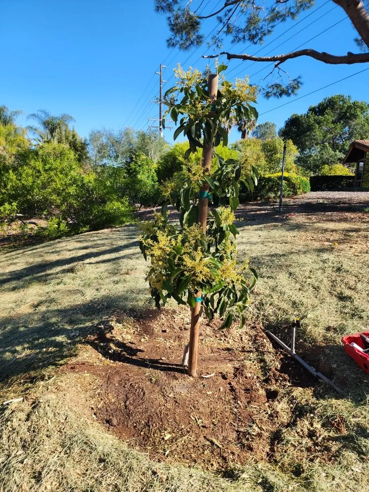 Trusted residential landscaping experts serving Bonsall, CA - Green Canyon Landscape & Tree Service