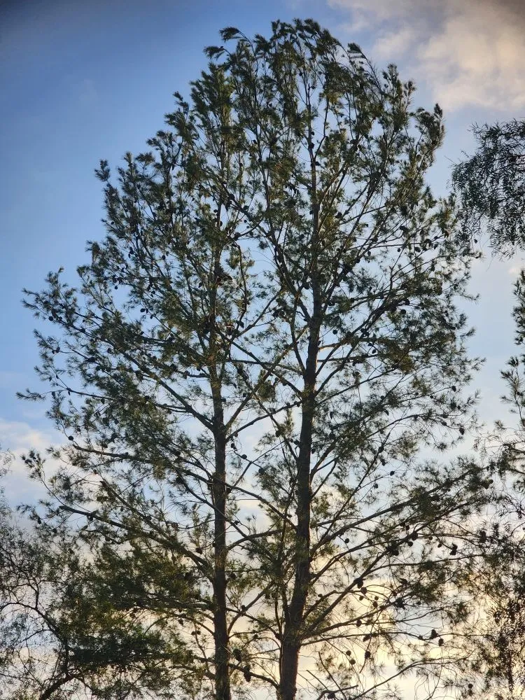 Top-rated yard maintenance in Bonsall, CA by Green Canyon Landscape & Tree Service