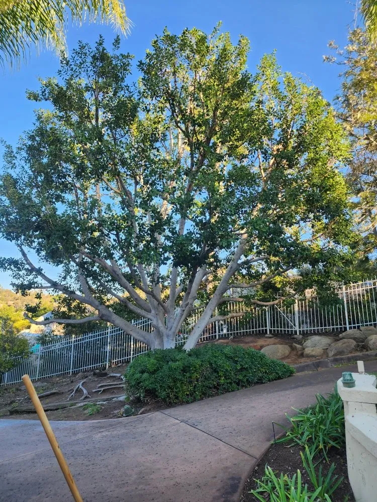 Local lawn care service in Bonsall, CA - Green Canyon Landscape & Tree Service