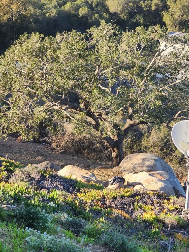 Affordable yard maintenance experts serving Bonsall, CA - Green Canyon Landscape & Tree Service