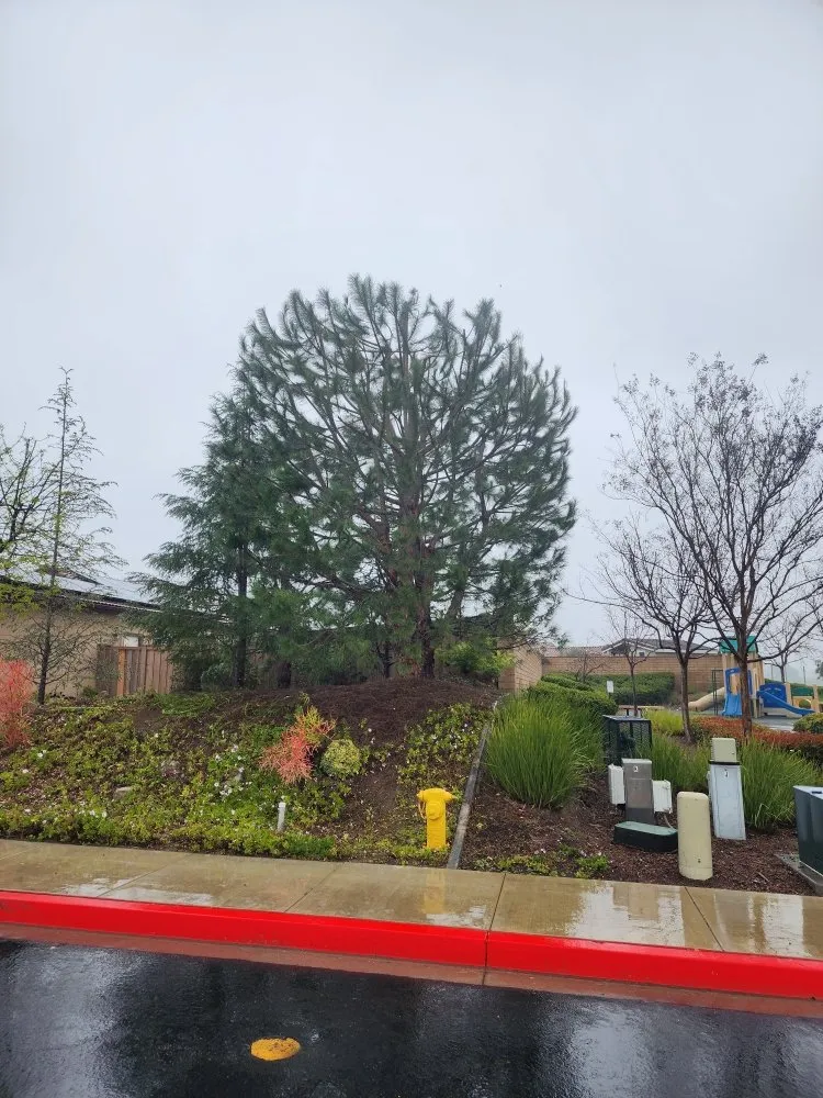 Expert garden landscaping in Bonsall, CA by Green Canyon Landscape & Tree Service