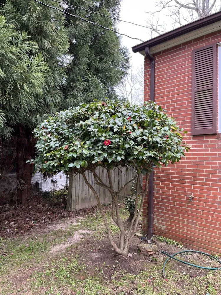 Affordable landscape installation in Asheboro, NC by Green Care Landscaping