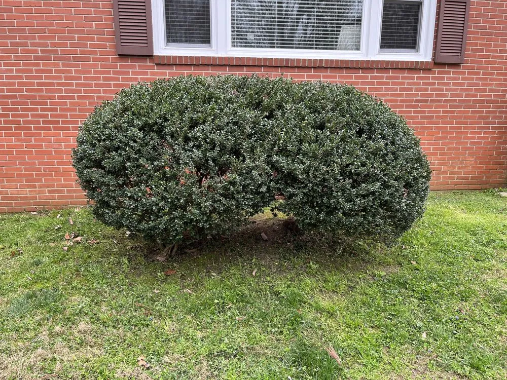 Local lawn mowing service experts serving Asheboro, NC - Green Care Landscaping