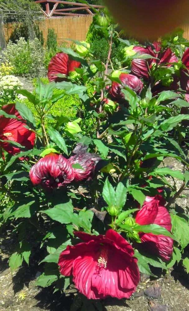 Reliable landscape design for homes in Rehoboth, MA by Green Care Landscaping